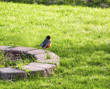 In the spring the robins are constantly looking for worms and this one found a higher perch to survey the lawn.
