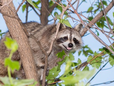 Mischievous backyard intruder, smiling as he waits for me to put the garbage out.