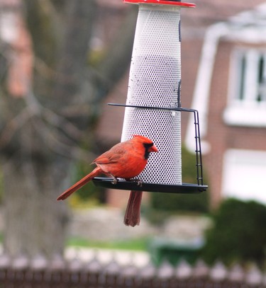 These beautiful birds love our new lighthouse bird feeder.