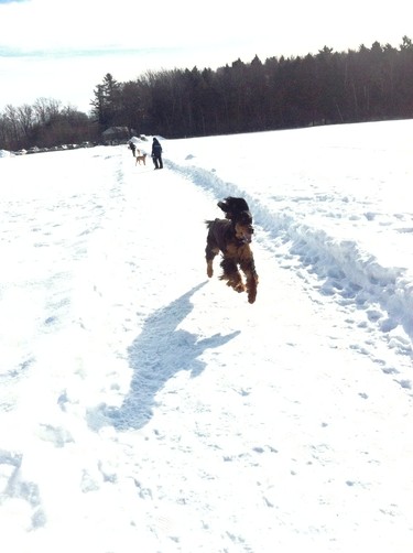 Rupert in Flight