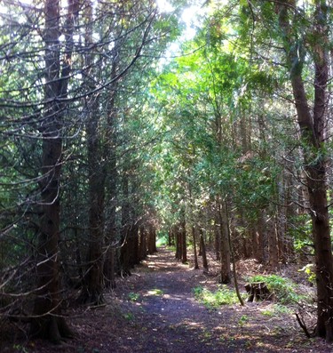 Row of trees at the Morgan Arboretum