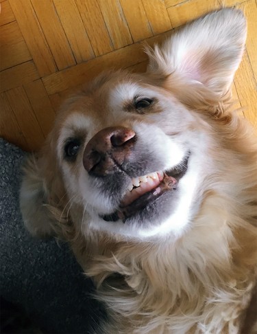Rocky, our 12 year-old Golden Retriever, hams it up for the camera--did someone say "Cheeeese?"