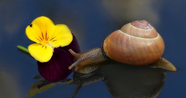 Always fun to find a snail in your garden... this one was precious.  Once photographed it was released to it natural habitat.