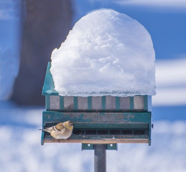 A roof of snow does not deter the birds from getting to their seeds in the feeder.