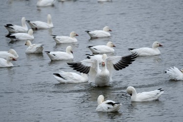Went to Victoriaville to see the snow geese