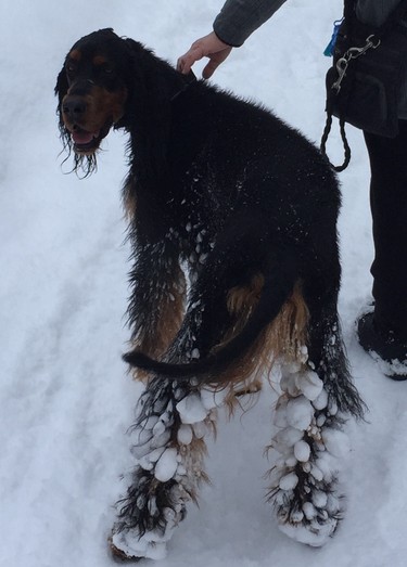 Rupert thought Snowballs would be fun!