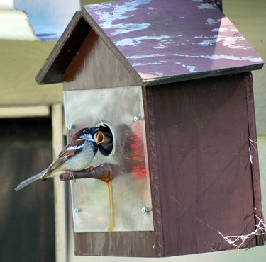 Sparrow feeding its baby. Taken from my kitchen window.
