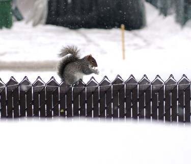 This photo of squirrel enjoying a discarded coconut scourged from a garbage bin was taken on bitterly cold Saturday, Jan. 31, from my kitchen window in Pierrefonds.