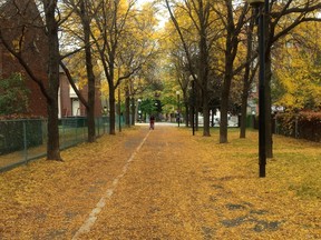 A photo of the cycling path in St-Henri on Oct. 20, 2014.