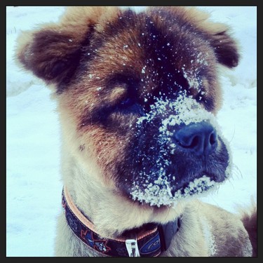 Suomo loves to roll his face in new snow.