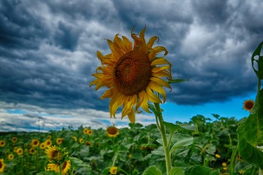 They can't help but make you smile, last sunflowers of the season. Reaching for the sun behind the clouds.