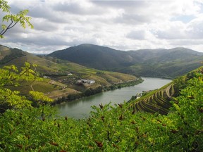 The famous terrassed slopes of the Douro valley can be a tough place to grow grapes with summer temperatures that often go above 40C.