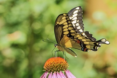 A close-up of a Tiger Swallowtail enjoying an Echinacea flower.