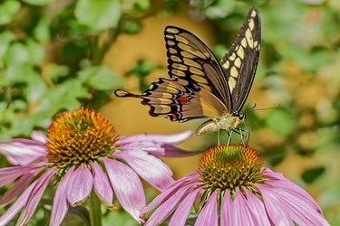 A Tiger Swallowtail butterfly enjoys the garden flowers.