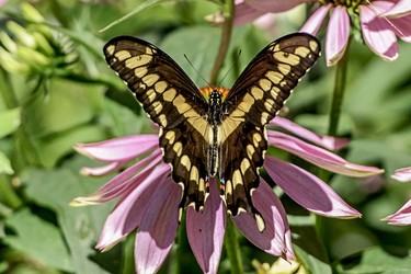 A Tiger Swallowtail displays its colors while fea.sting on an Echinacea flower