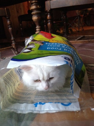 Cat ('Dishy') in an empty bird seed bag!