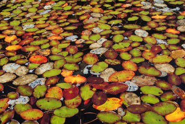 Green to Red Lily pad leaves