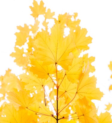 Translucent leaves on a bright, warm, fall day