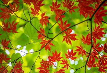 Looking up at a branch of a Japanese Maple