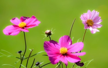 Three pink cosmos on a green background.
