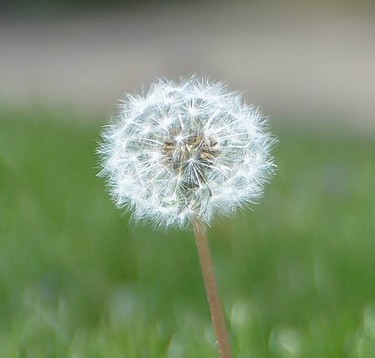 A dandelion in seed is all too common on my lawn, anyway.