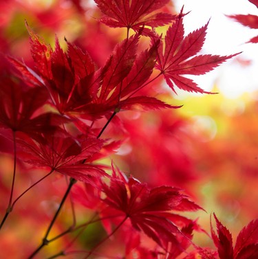 Magnificent apple red colors adorn the backyard