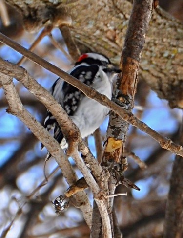 At Como Golf Course in Hudson I saw this Woodpecker looking for some food .