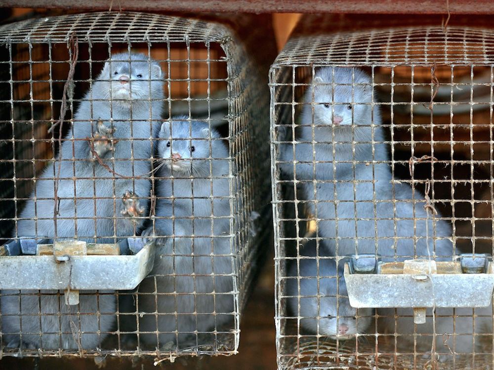 Saskatchewan has 5 active fur farms. Critics say they should be banned