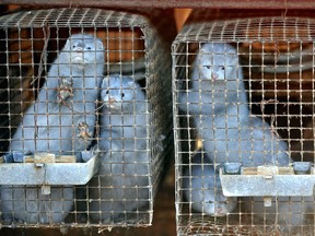 Minks peer out of their cages at a pelt farm in Minsk in 2010.
