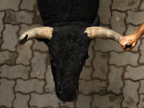 A reveler grabs a Fuente Ymbro's ranch fighting bull's horn during the running of the bulls of the San Fermin festival, in Pamplona, Spain, Wednesday, July 11, 2012.