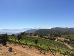 At more than 900 metres above sea level, Luis-Felipe Edwards's location has one of Chile's highest vineyard sites.