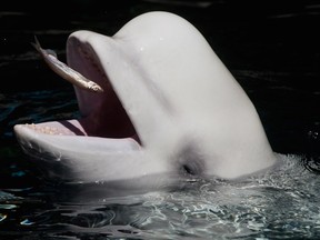 A beluga whale catches a fish thrown by a trainer while being fed at the Vancouver Aquarium in Vancouver, B.C. in June.