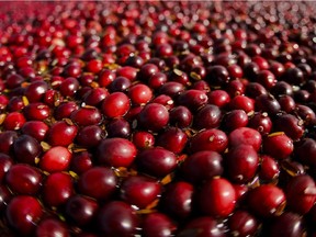 FILE - In this Oct. 5, 2012, file photo provided by the Wisconsin State Cranberry Growers Association, cranberries float in a marsh waiting to be harvested near Warrens, Wis. Ocean Spray is shooting its signature cranberry commercial in central Wisconsin for the first time.