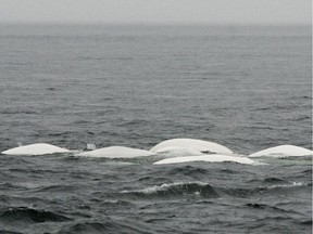 A pod of beluga whales surface for air in the St. Lawrence River near where it meets the Saguenay River, in Tadoussac, Quebec.