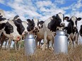 A file photo taken on Sept. 15, 2009 shows Prim'Holstein cows standing by milk churns in the field of a dairy farm in Sainte-Colombe-en-Bruilhois, in southwestern France.