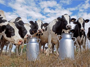 A file photo taken on Sept. 15, 2009 shows Prim'Holstein cows standing by milk churns in the field of a dairy farm in Sainte-Colombe-en-Bruilhois, in southwestern France.