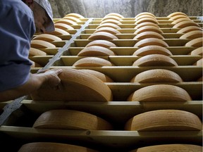 Gruyere cheese wheels  mature in a giant cellar in Bulle, western Switzerland on August 29, 2011. Since at least 1115 AD in and around the small town of Gruyeres, the cheese is still manufactured to the traditional, ancestral recipe in village  dairies in French-speaking Switzerland.