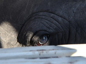 In this photo taken Thursday, Nov. 20, 2014, a caged rhino looks through it's cage near  Skukuza, South Africa.