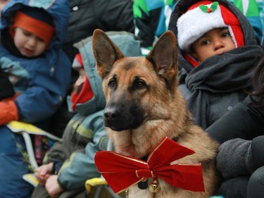 A dog named Kaiser was decked out for Santa Claus on Ste-Catherine St. in Montreal Saturday, November 22, 2014, during the 64th edition of the Santa Claus parade. He was brought to the even by his owner Karine Landry.