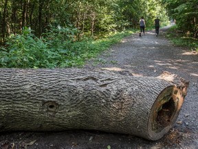 Angell Woods in Beaconsfield.