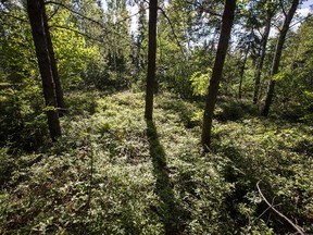 Afternoon light shines through a forest covered with wild blueberry bushes in the First Nation reserve of Opitciwan, 600 kilometres north of Montreal on Saturday, Aug. 31, 2013.