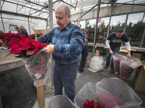 MONTREAL, QUE.: NOVEMBER 24, 2014 --  Gilles Hebert wraps a decorated poinsettia after taking delivery of the first of  2,500 that will be sold around Vaudreuil-Soulanges as a fundraising effort for the Vaudreuil-Soulanges palliative care residence in Hudson. Monday, November 24, 2014. (Peter McCabe / MONTREAL GAZETTE)
