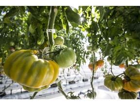 Striped German heirloom tomatoes grow at the Lufa Farms greenhouse in Laval. The assortment of greenhouse tomatoes available in the city seems to grow weekly.