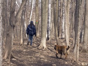 A resident walks her dog through Angell Woods in Beaconsfield.