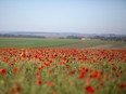 The opening lines of his poem --"In Flanders fields the poppies blow/Between the crosses, row on row" -- have immortalized the image of the small red and black flowers growing amid the destruction of the war's bloody battlefields.