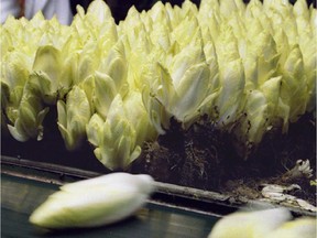 For salad, forget the expensive lettuce and try a salad of Quebec endive and finely shredded green cabbage.