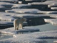 This handout photo released by Greenpeace on September 17, 2008 shows polar bear photographed in drifting and unconsolidated sea ice in Kane Basin, off Cape Clay, in northern Greenland.