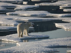 This handout photo released by Greenpeace on September 17, 2008 shows polar bear photographed in drifting and unconsolidated sea ice in Kane Basin, off Cape Clay, in northern Greenland.