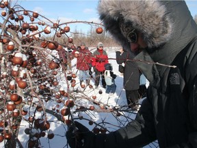 La Face Cachée de la Pomme is holding a workshop about the making of ice cider.