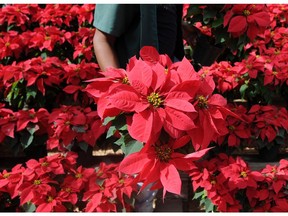 A vendor sells poinsettias (Euphorbia pulcherrima), a species of the Euphorbiaceae family indigenous to Mexico and Central America and known as Easter Flower or Christmas Eve, at a nursery in Tegucigalpa on November 23, 2012.